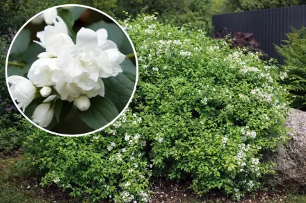 Чубушник Манто де Ермін / Philadelphus Manteau d’Hermine
