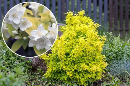 Aureus Philadelphus coronarius / Чубушник вінцевий Ауреус