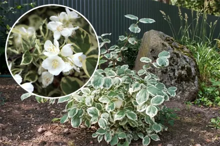 Чубушник вінцевий Варієгатус / Philadelphus coronarius Variegatus