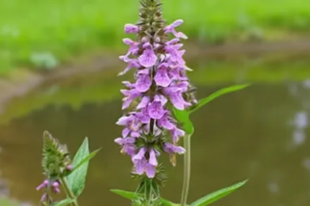 Stachys palustris / Чистець болотний