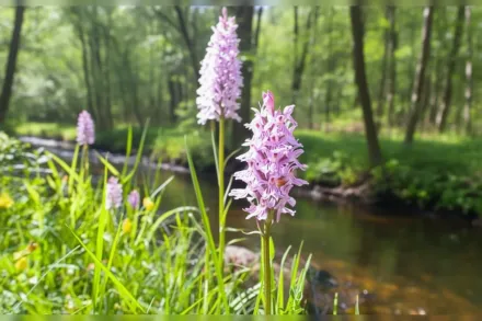 Дактилориза Фукса / Dactylorhiza fuchsii