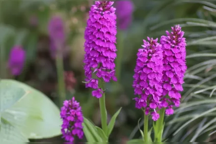 Dactylorhiza foliosa / Дактилориза листяна