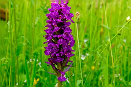 Дактилориза пурпурова / Dactylorhiza purpurella