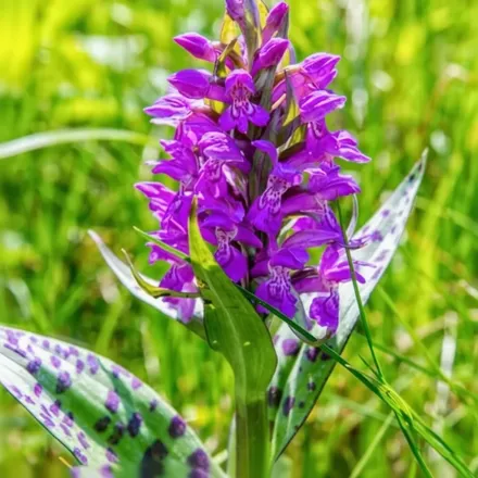 Дактилориза травнева / Dactylorhiza majalis