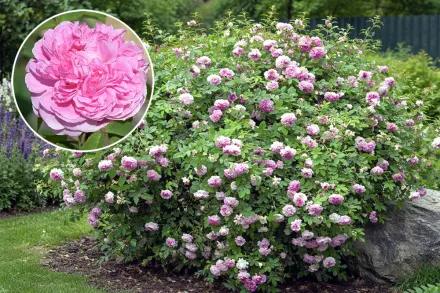 Rosa x damascena / Дамаська троянда