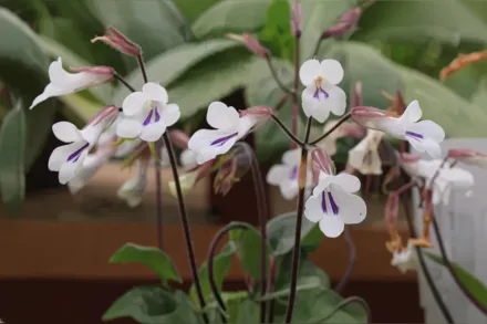 Дейностигма таміана / Deinostigma tamiana