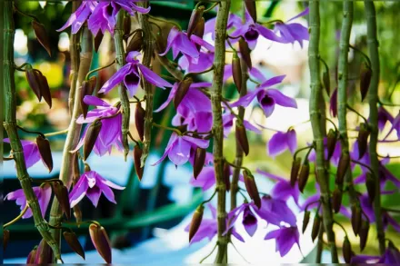 Dendrobium anosmum / Дендробіум аносмум