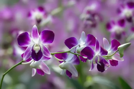 Dendrobium bigibbum / Дендробіум бігіббум