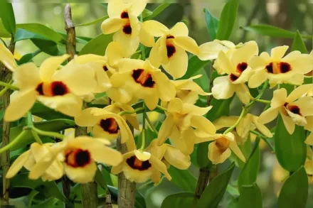 Гаттон Санрей Дендробіум / Dendrobium Gatton Sunray gx