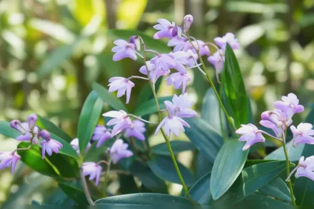 Dendrobium kingianum / Дендробіум Кінга