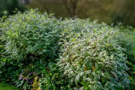 Ivory Halo Cornus alba / Дерен білий Айворі Хейло