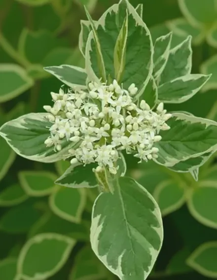 Дерен білий Крем де Мінт / Cornus alba Creme de Mint