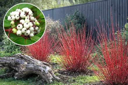 Дерен білий Сібіріка / Cornus alba Sibirica
