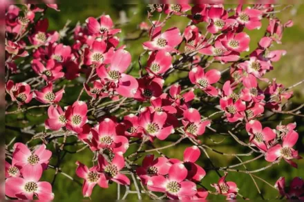 Дерен квітучий Черокі Чіф / Cornus florida Cherokee Chief