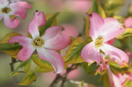 Дерен квітучий Черокі Сансет / Cornus florida Cherokee Sunset