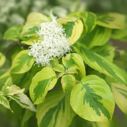 Голден Шедовс Дерен супротивнолистний / Cornus alternifolia Golden Shadows