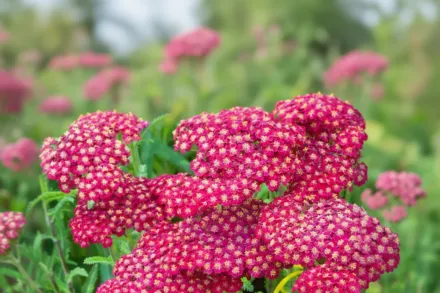 Деревій Червоний оксамит / Achillea millefolium Red Velvet