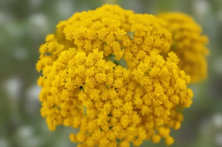 Деревій Дезерт Ів Йеллоу / Achillea  Desert Eve Yellow