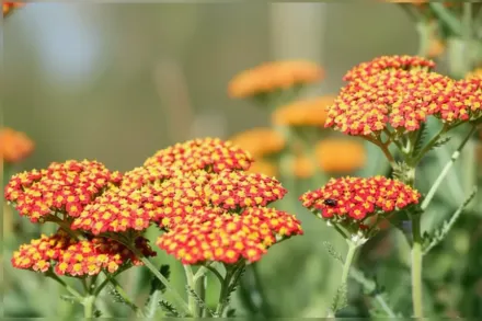 Деревій Фойерланд / Achillea Feuerland