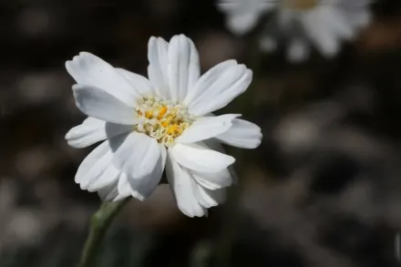 Деревій грецький / Achillea ageratifolia