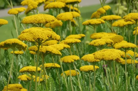 Деревій Коронейшн Голд / Achillea Coronation Gold