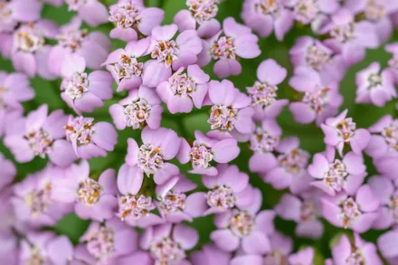 Деревій Лілак Бюті / Achillea millefolium Lilac Beauty