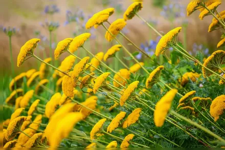 Деревій Муншайн / Achillea Moonshine
