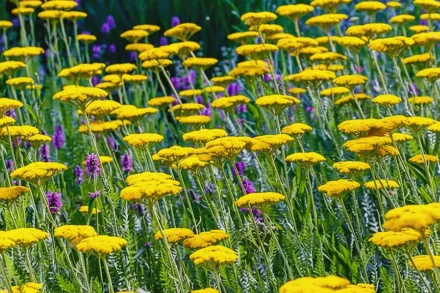 Деревій перистий Голд Плейт / Achillea filipendulina Gold Plate