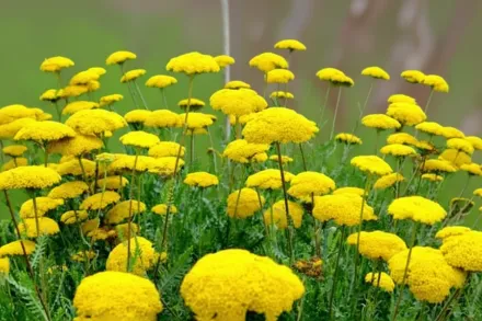 Cloth of Gold Achillea filipendulina / Деревій перистий Клот оф Голд