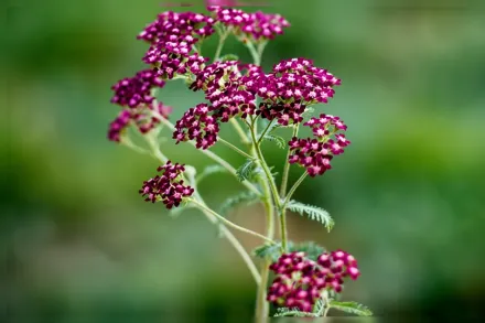 Деревій Саммервайн / Achillea Summerwine