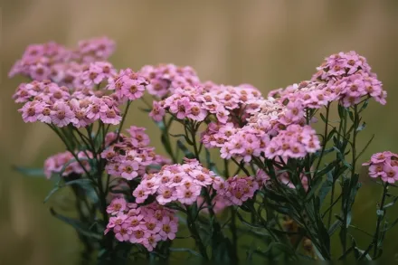 Деревій сибірський (камчатський) Парад кохання / Achillea sibirica subsp. camschatica Love Parade