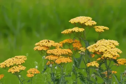 Деревій Терракота / Achillea Terracotta