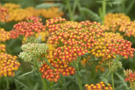 Деревій Вальтер Функe / Achillea Walther Funcke