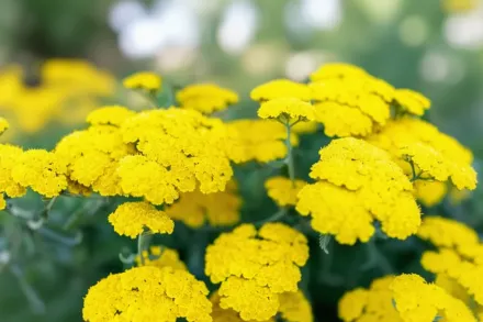 Літл Муншайн Деревій звичайний / Achillea millefolium Little Moonshine