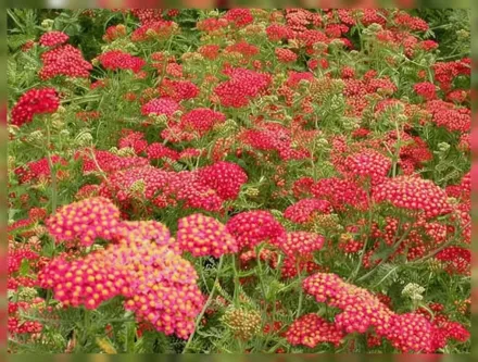 Деревій звичайний Паприка / Achillea millefolium Paprika