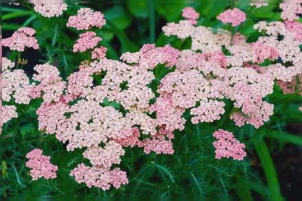 Деревій звичайний Пінк Грейпфрут / Achillea millefolium Pink Grapefruit