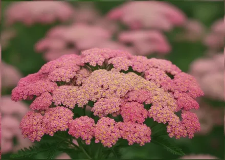 Сессі Саммер Таффі Деревій звичайний / Achillea millefolium Sassy Summer Taffy