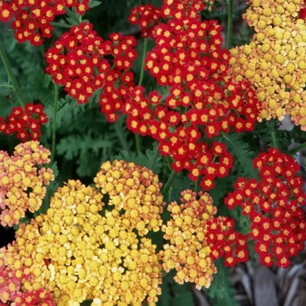Деревій звичайний Строберрі Седакшн / Achillea millefolium Strawberry Seduction
