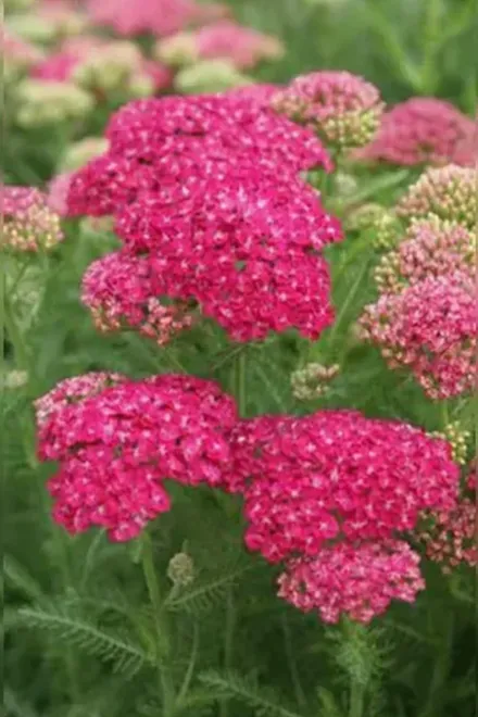 Деревій звичайний Зваблива спокуса / Achillea millefolium Saucy Seduction