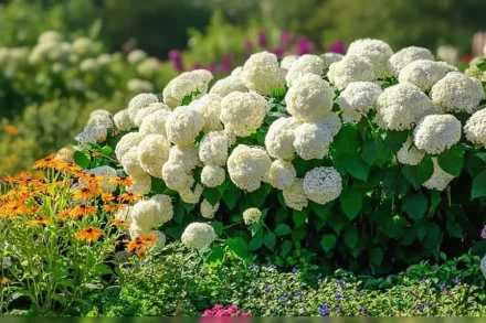 Annabelle Hydrangea arborescens / Деревовидна гортензія Аннабель