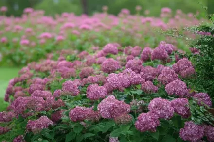 Invincibelle Mini Mauvette Hydrangea arborescens / Деревовидна гортензія Інвінсібелл Міні Моветт