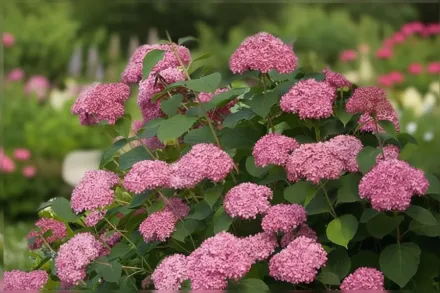 Invincibelle Spirit Hydrangea arborescens / Деревовидна гортензія Інвінсібелл Спіріт