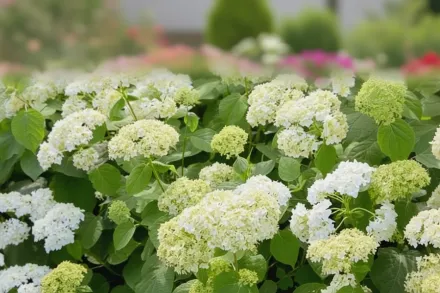 Деревовидна гортензія садова / Hydrangea arborescens