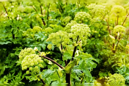 Дягель пурпуровий / Angelica atropurpurea