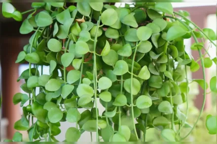 Діскідія монетчаста / Dischidia nummularia