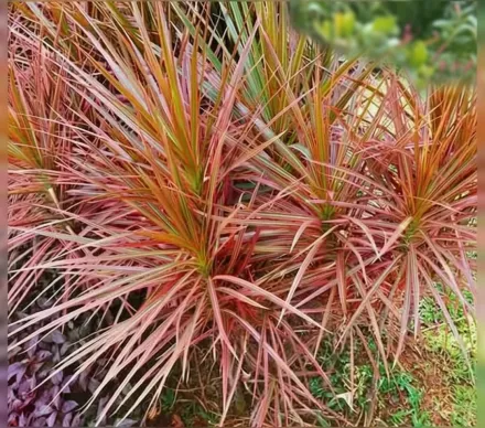 Драцена облямована Колорама / Dracaena marginata Colorama