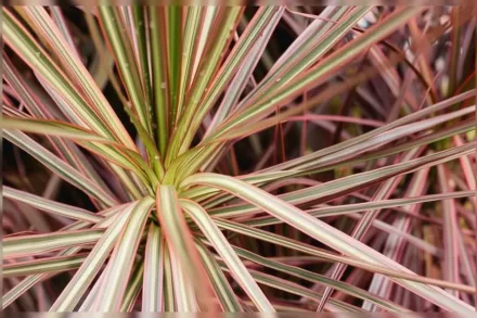 Драцена облямована Триколор / Dracaena marginata Tricolor