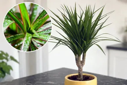 Драцена маргіната / Dracaena marginata