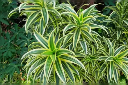 Драцена відігнута Варієгата / Dracaena reflexa Variegata