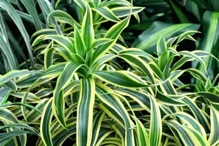 Драцена запашна Лемон Лайм / Dracaena fragrans Lemon Lime